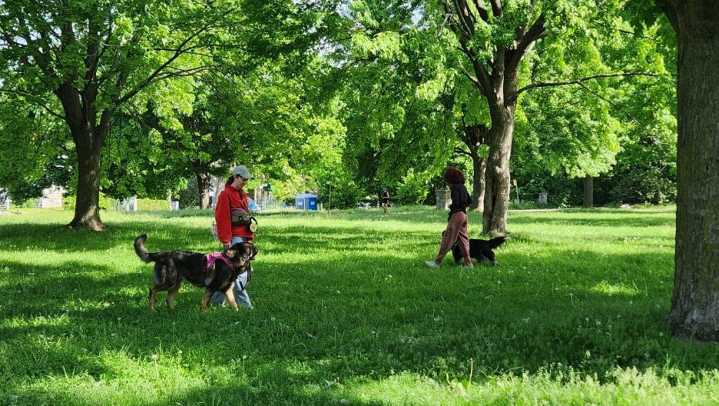 Deux personnes travaillent la réactivité canine ensemble.