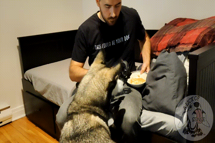 Mirage porte la muselière plus longtemps.